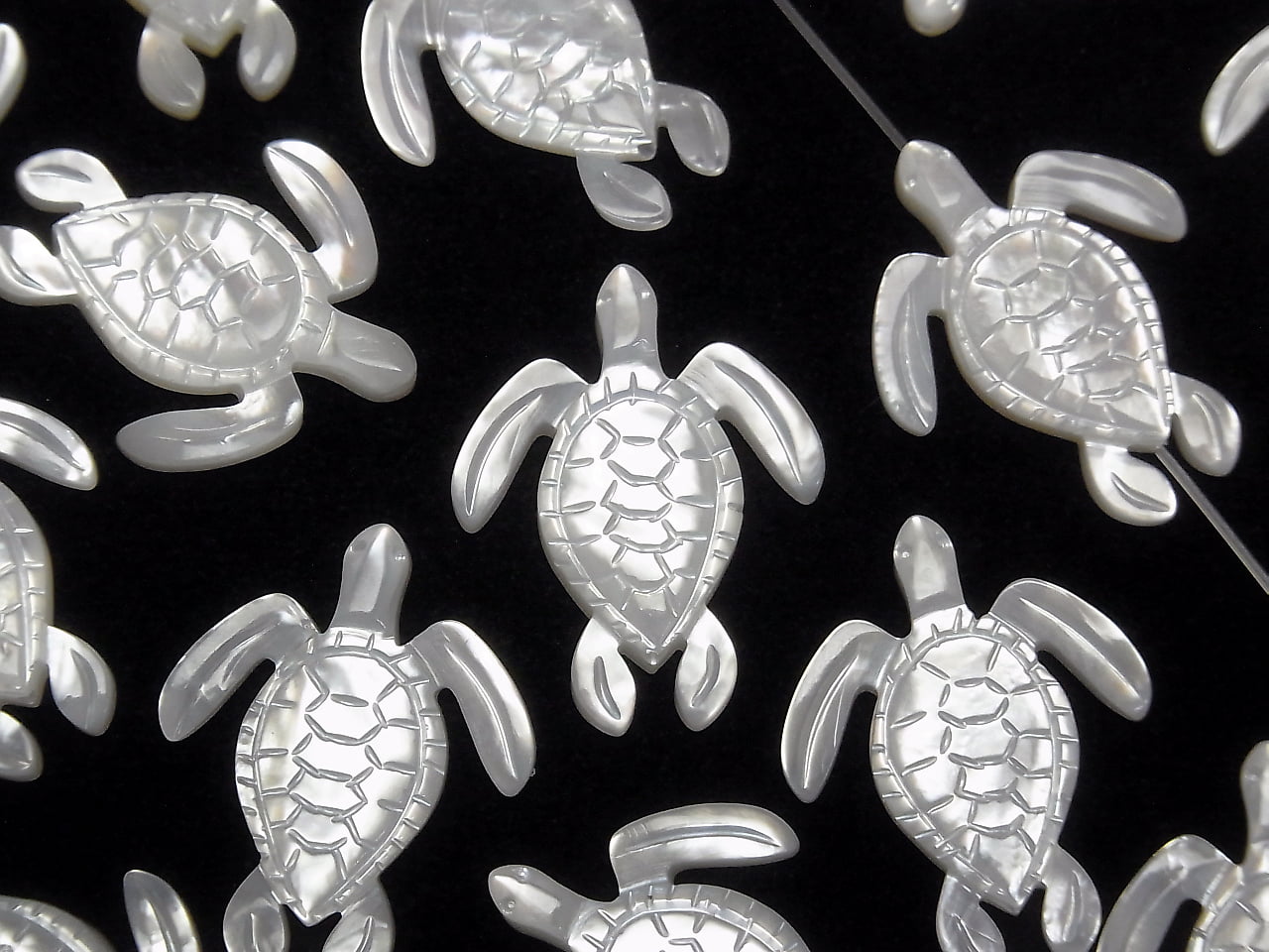 High quality white shell AAA turtle shape 25x20x2.5mm 1pc