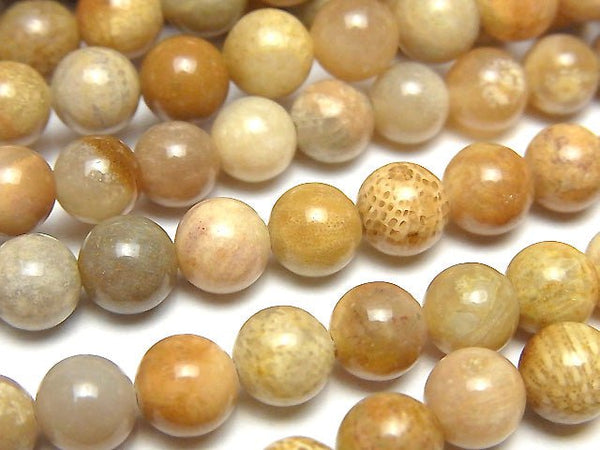 Fossil Coral  Round 6mm 1strand beads (aprx.15inch/37cm)