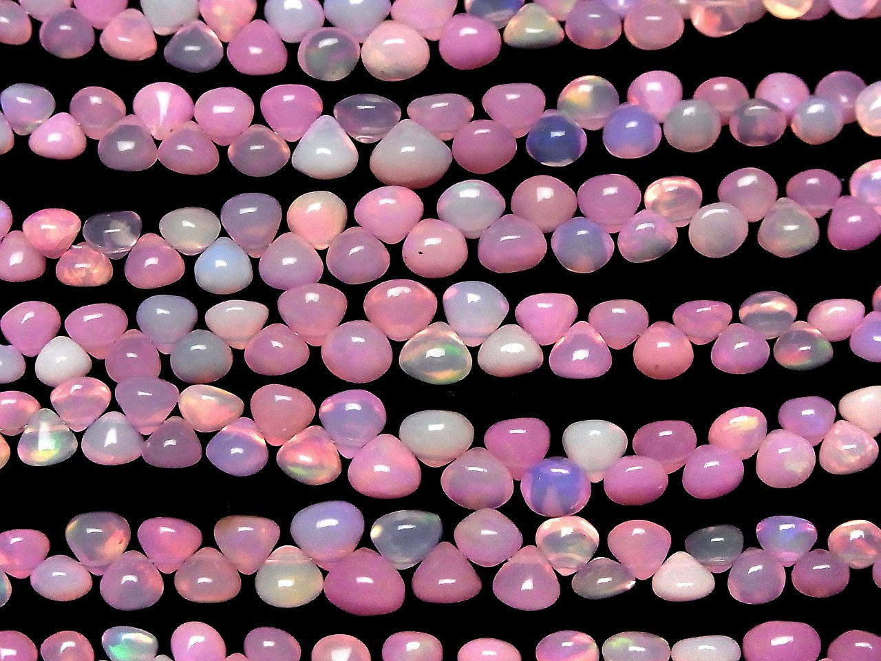 Äthiopischer Rosa Opal Zwiebel (Glatt) halb oder 1strang (18cm)
