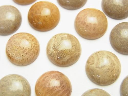 Fossil Coral  Round Cabochon  [8mm][10mm][12mm] 5pcs $4.79