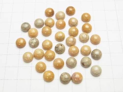 Fossil Coral  Round Cabochon  [8mm][10mm][12mm] 5pcs $4.79