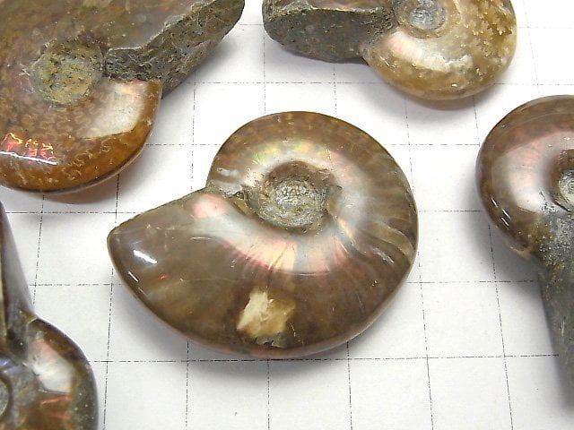 Madagascar Ammonite 2pcs