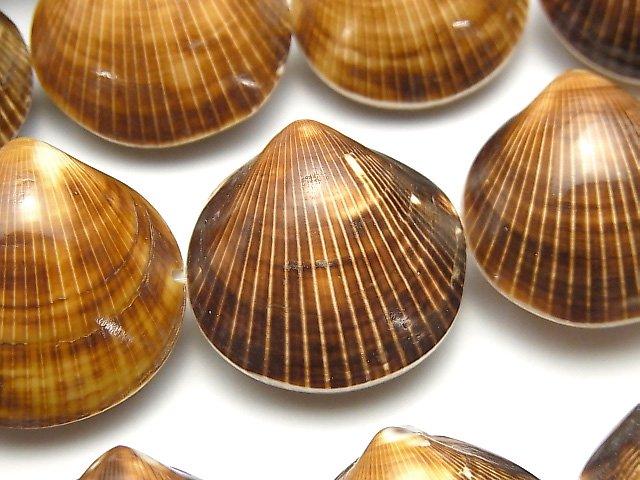 [Video] Cockle Shell 1strand beads (aprx.15inch / 36cm)