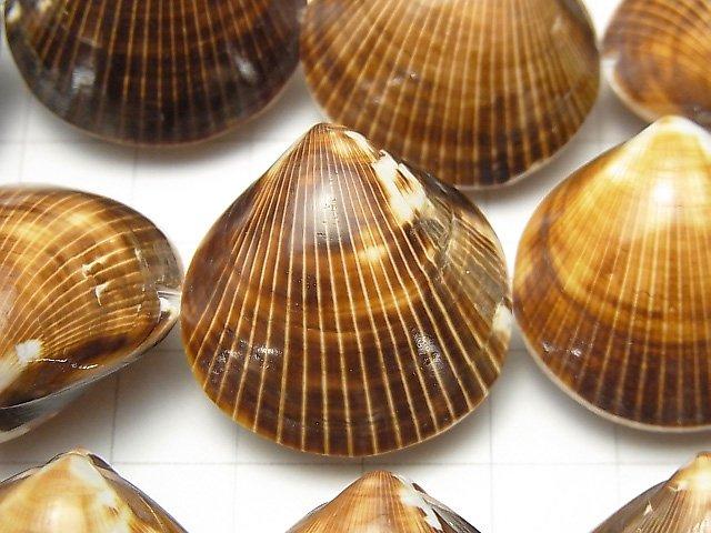 [Video] Cockle Shell 1strand beads (aprx.15inch / 36cm)