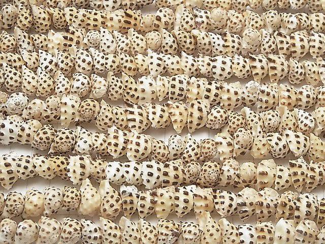 [Video] Drupa Shell beads 1strand beads (aprx.15inch / 38cm)