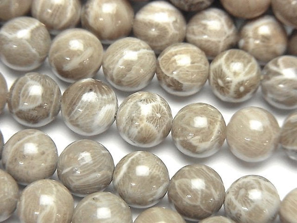 [Video] Fossil Coral AAA Round 8mm half or 1strand beads (aprx.15inch / 38cm)