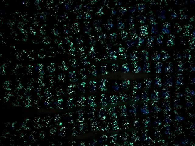 [Video]Lampwork Beads Vertical Hole Heart 12x12x8mm [Blue x Light Blue/Luminous type ] half or 1strand beads (aprx.12inch/30cm)