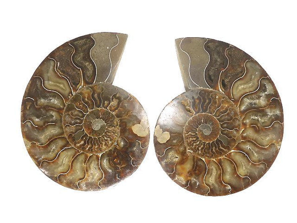 [Video][One of a kind] Madagascar Ammonite 2pcs (pair) NO.2