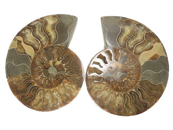 [Video][One of a kind] Madagascar Ammonite 2pcs (pair) NO.3
