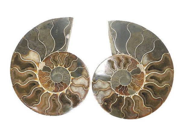 [Video][One of a kind] Madagascar Ammonite 2pcs (pair) NO.4