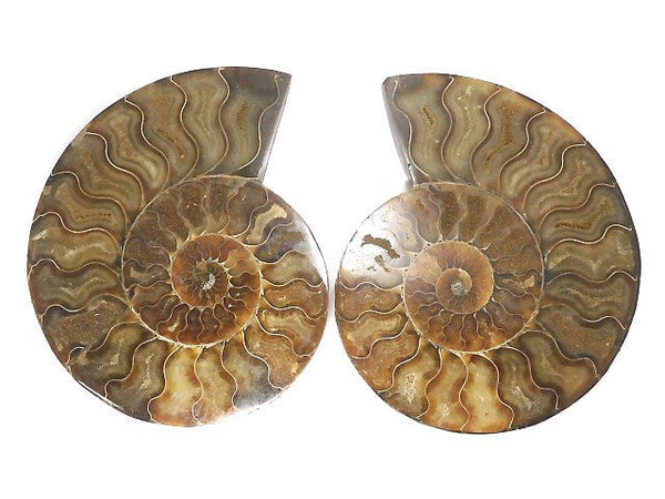[Video][One of a kind] Madagascar Ammonite 2pcs (pair) NO.5