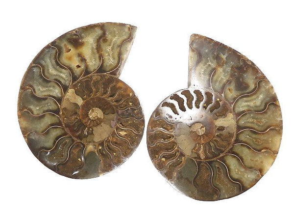 [Video][One of a kind] Madagascar Ammonite 2pcs (pair) NO.7