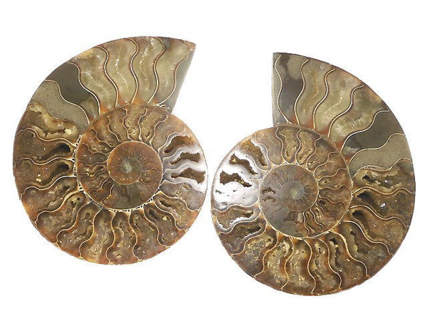 [Video][One of a kind] Madagascar Ammonite 2pcs (pair) NO.10